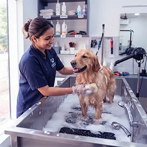 Pet Cleaning & Hygiene